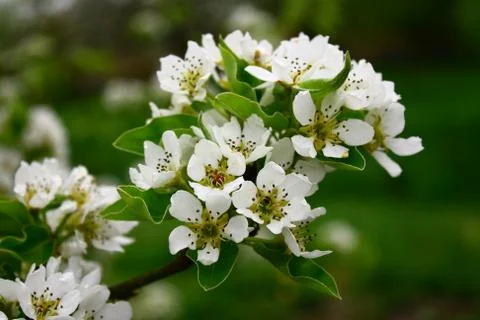 Flowering pear Stock Photos