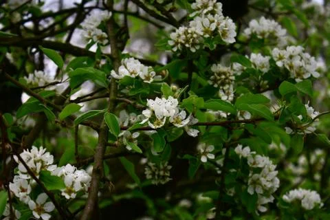 Flowering pear Stock Photos