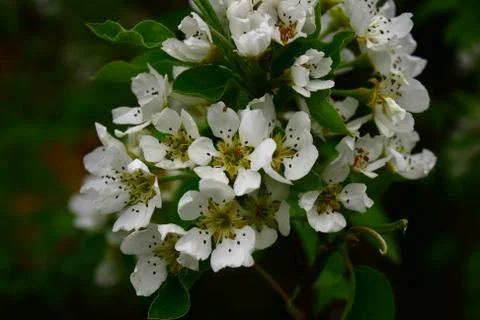 Flowering pear Stock Photos