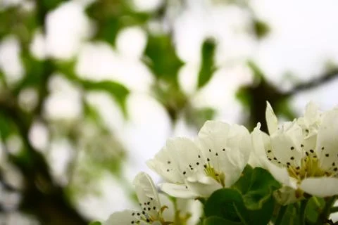Flowering pear Stock Photos