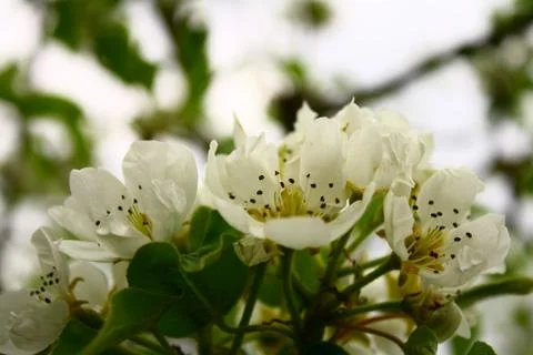 Flowering pear Stock Photos