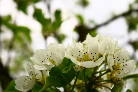 Flowering pear Stock Photos