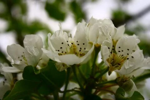 Flowering pear Stock Photos