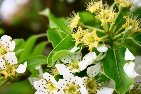 Flowering pear Stock Photos