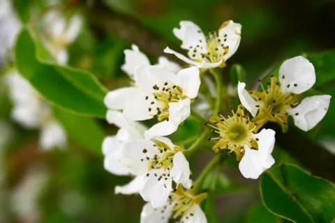 Flowering pear Stock Photos