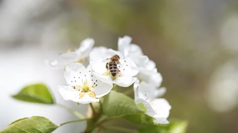 Flowering Pear Tree and Bee taken pollen background Stock Footage 36645954