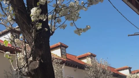Flowering pear tree and historic corrala rooftops in Aranjuez Spain Stock Footage 342578123