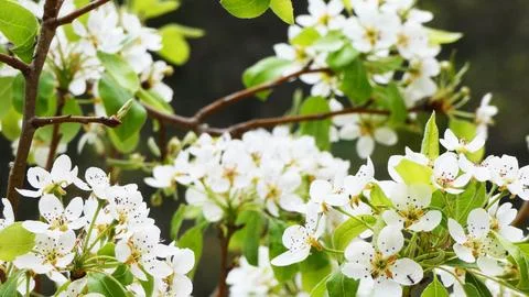 Flowering pear tree background Stock Photos