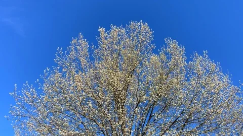 Flowering Pear tree in bloom against a deep blue sky with copy space Stock Footage 103483521