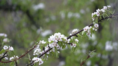 Flowering pear tree branches with small white flowers watering with rain Video stock 138171554