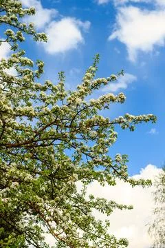 Flowering pear tree in early spring with blue sky in the background. Pear t.. Stock Photos