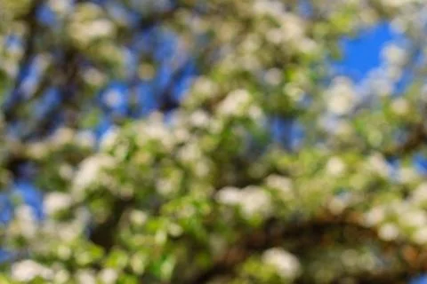 Flowering pear tree in early spring with blue sky in the background blur. P.. Stock Photos