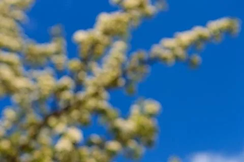 Flowering pear tree in early spring with blue sky in the background blur. P.. Stock Photos