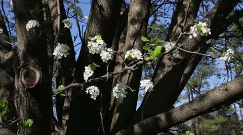 Flowering pear tree Video stock 22768870