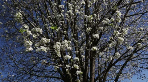 Flowering pear tree Stock Footage 22768987