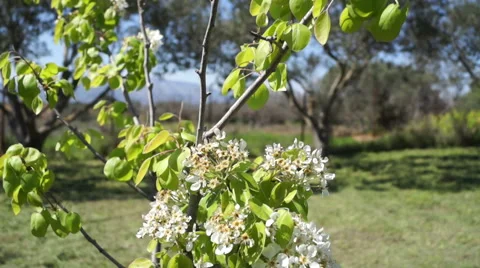 Flowering pear tree Vidéo 40448869
