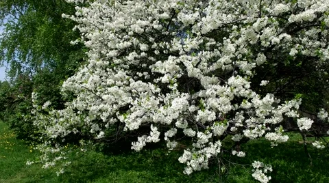 Flowering pear tree Video stock 65226375