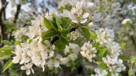 Flowering pear tree Stock Footage 240344166