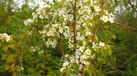Flowering pear tree in the garden Stock Footage 49941491