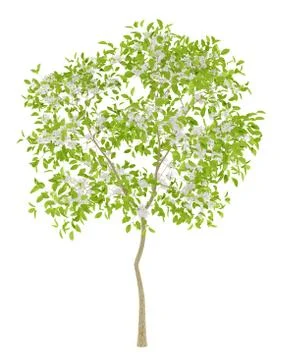 Flowering pear tree isolated on white background. 3d illustration Stock Illustration