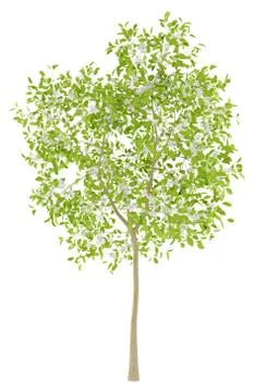Flowering pear tree isolated on white background. 3d illustration Stock Illustration