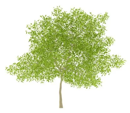 Flowering pear tree isolated on white background. 3d illustration Stock Illustration