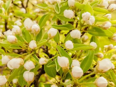 Flowering pear tree Stockfoto's