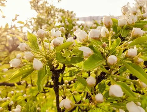 Flowering pear tree Foto stock