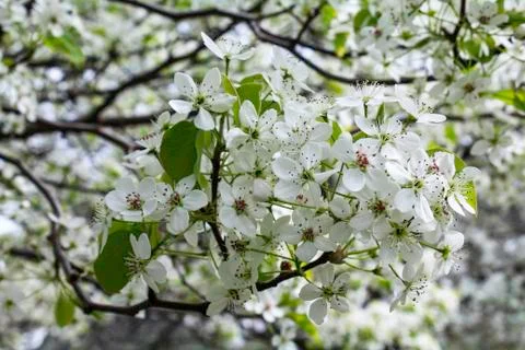 Flowering pear tree Stock Photos