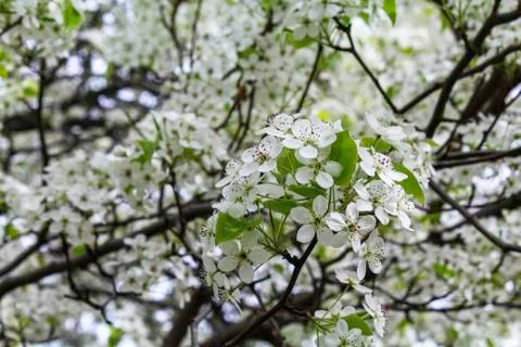 Flowering pear tree Stock Photos