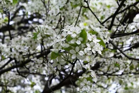 Flowering pear tree Stock Photos