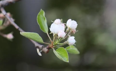 Flowering pear tree. Stock Photos