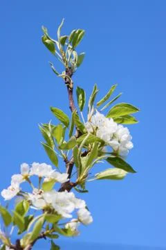 Flowering pear tree. Stock Photos