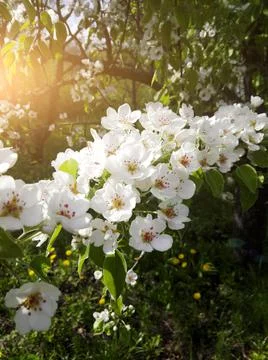 Flowering pear tree Stock Photos