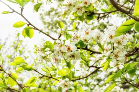 Flowering pear tree Stock Photos