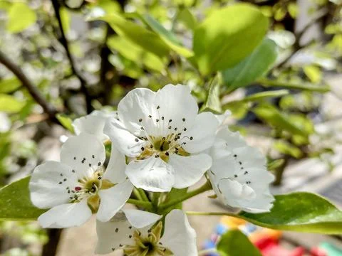 Flowering pear tree in the spring - Maramures, Romania 写真素材