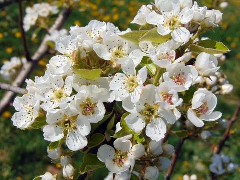 Flowering pear tree in the spring Fotos Stock