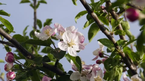 Flowering pear tree,close-up pear tree flower,blooming fruit trees, Stock Footage 240433447