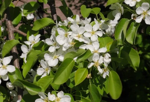 Flowering pears. Stock Footage 90265228