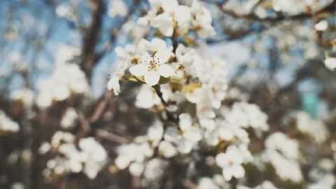 Flowering pears spring beautiful inflorescences Stock Footage 130566194