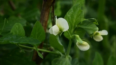 Flowering peas, close-up Stock Footage 138427572