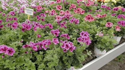 Flowering pelargonium plants Stock Footage 108521958
