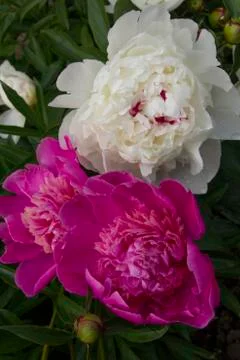 Flowering peonies Stock Photos