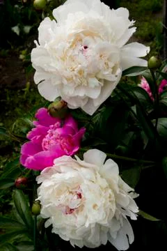 Flowering peonies Stock Photos