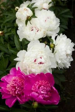 Flowering peonies Stock Photos