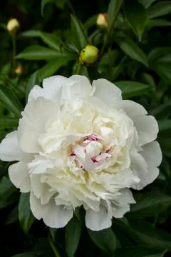 Flowering peonies Stock Photos