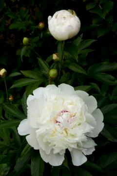 Flowering peonies Stock Photos