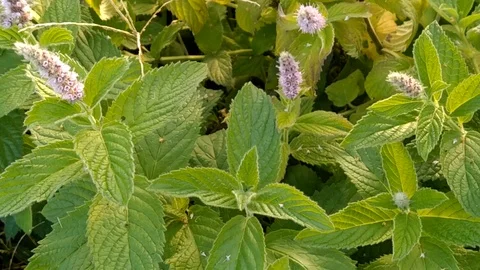 Flowering peppermint with green leaves Stock Footage 124257681