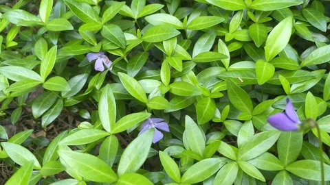 Flowering Periwinkle (Vinca) vine grows as Garden Groundcover Stock Footage 239491524