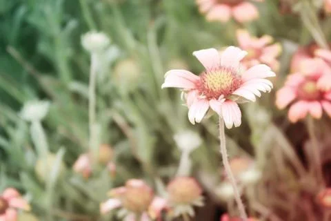 Flowering Stock Photos